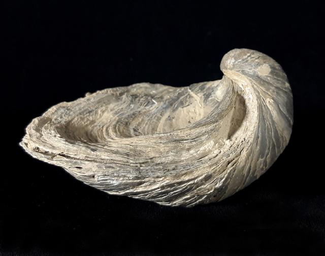 Gryphaea dilatata SOWERBY 1816 - Bild © FossNet FossilienStore